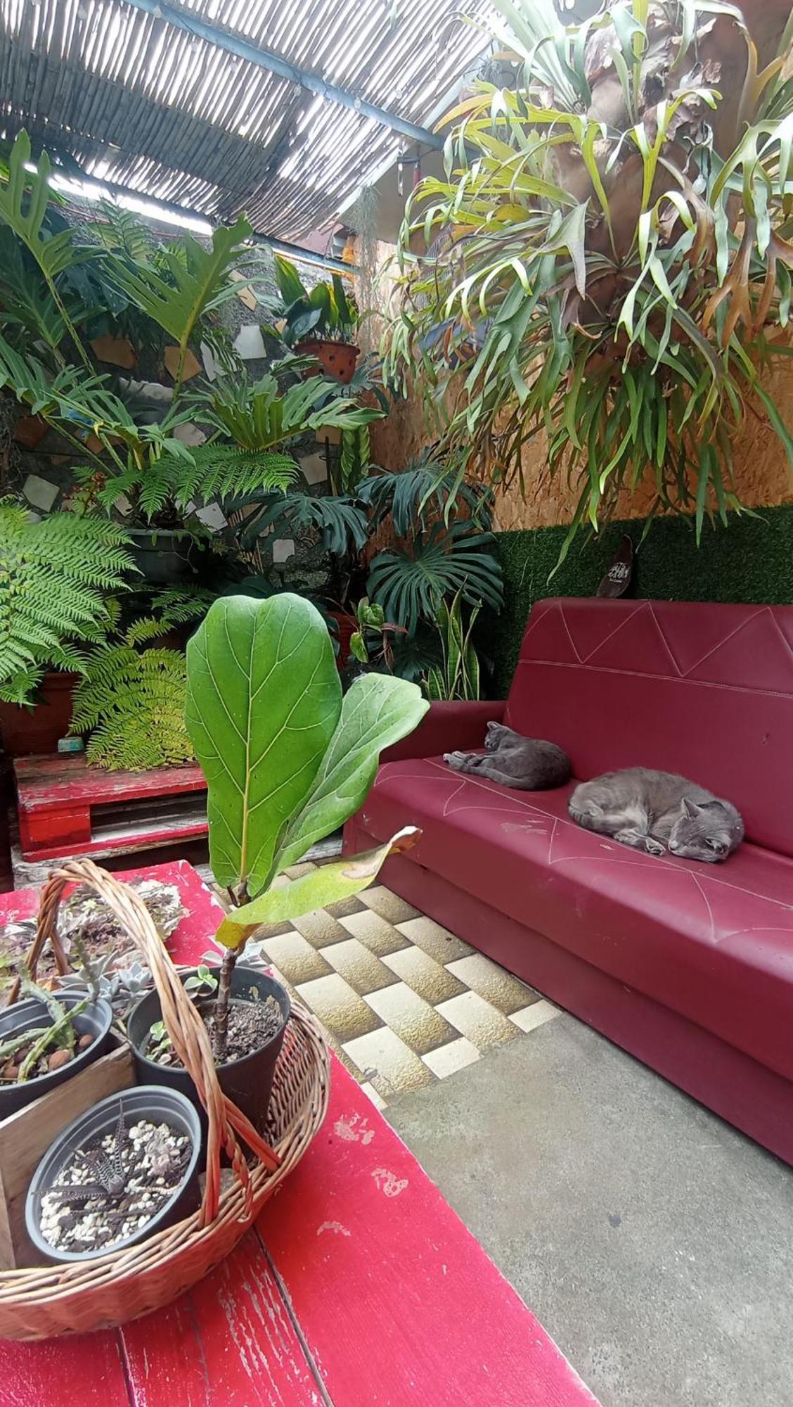 Kanela Guest House Machico  Extérieur photo